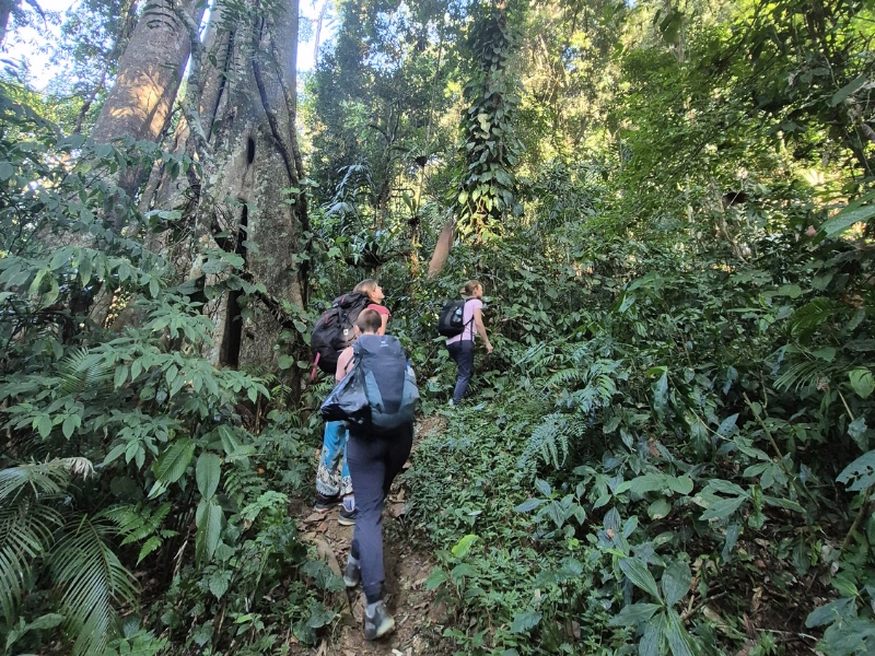 Walkers on a forest trail in Namdapha rainforest